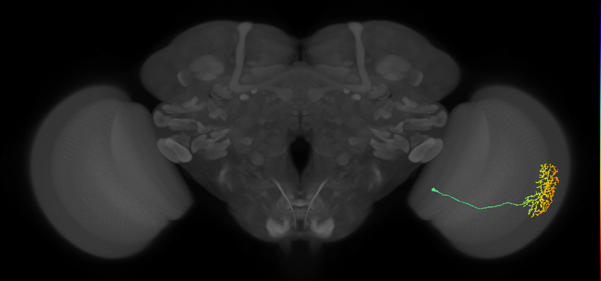 Cm11b_R (MaleCNS:40885)