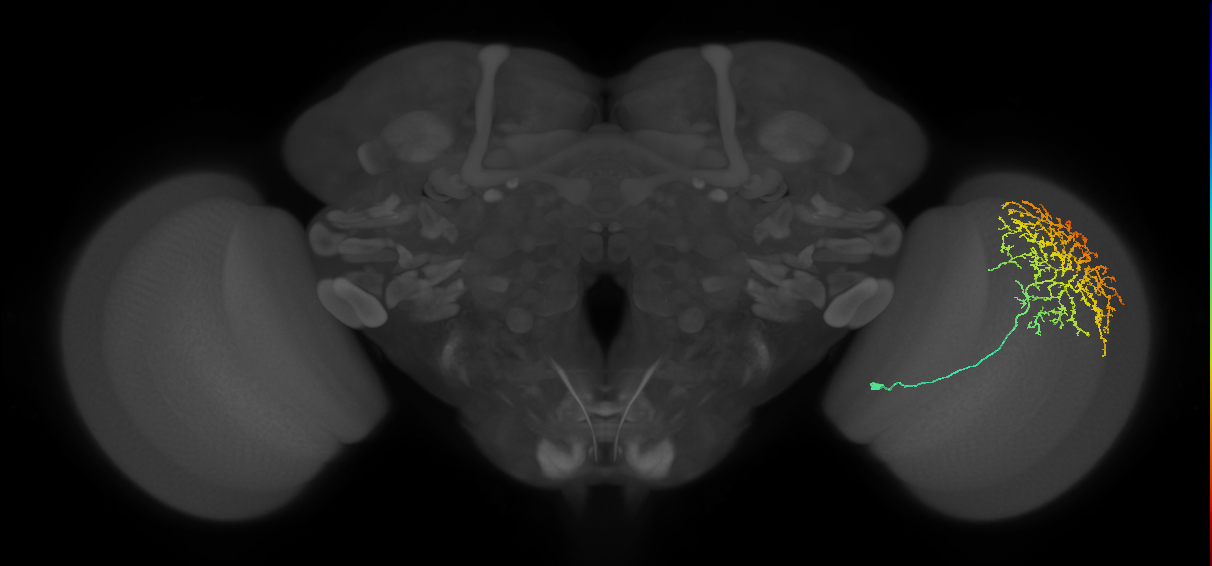 Cm11b_R (MaleCNS:27235)