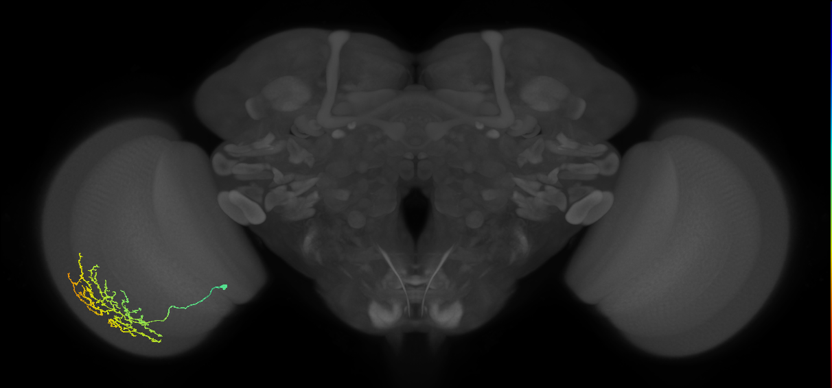 Cm11b_L (MaleCNS:54531)