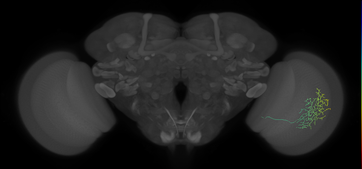 Cm11b_R (MaleCNS:37538)