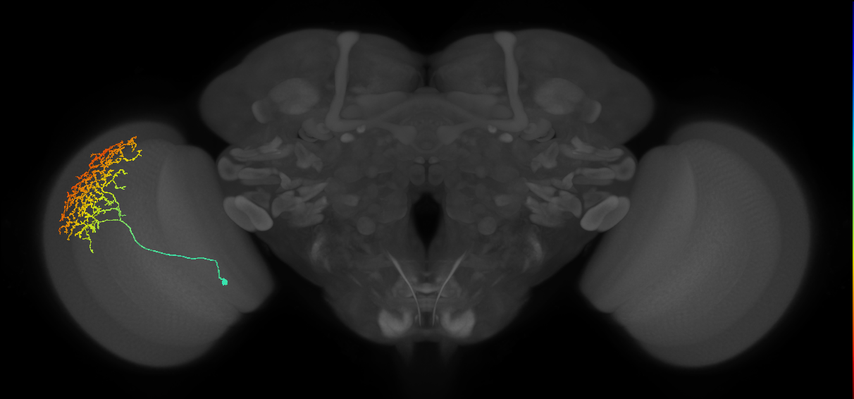 Cm11b_L (MaleCNS:24012)
