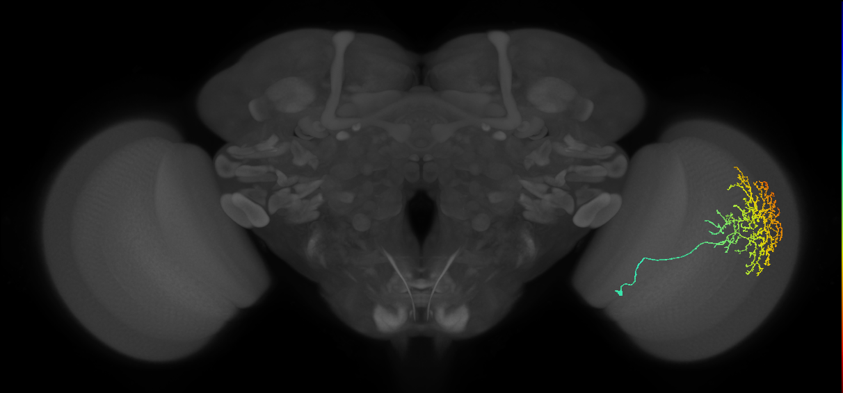 Cm11b_R (MaleCNS:32228)
