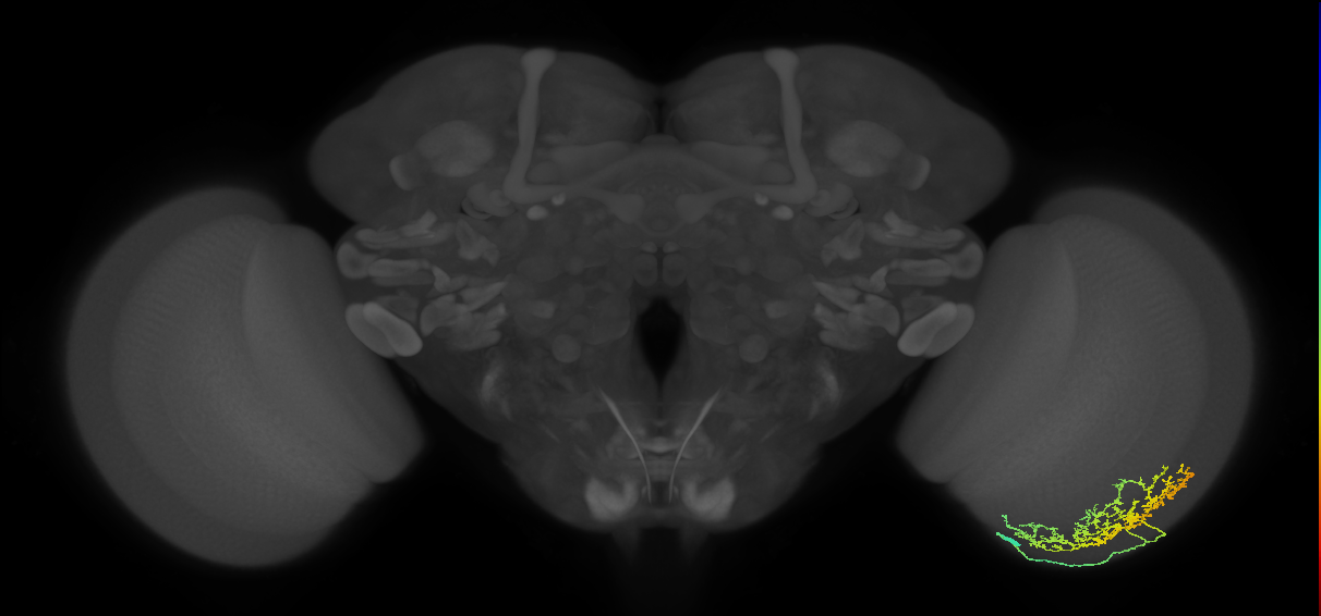 Cm11b_R (MaleCNS:42790)