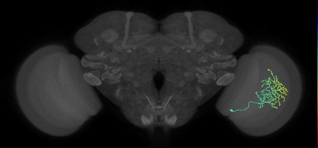Cm11b_R (MaleCNS:33019)