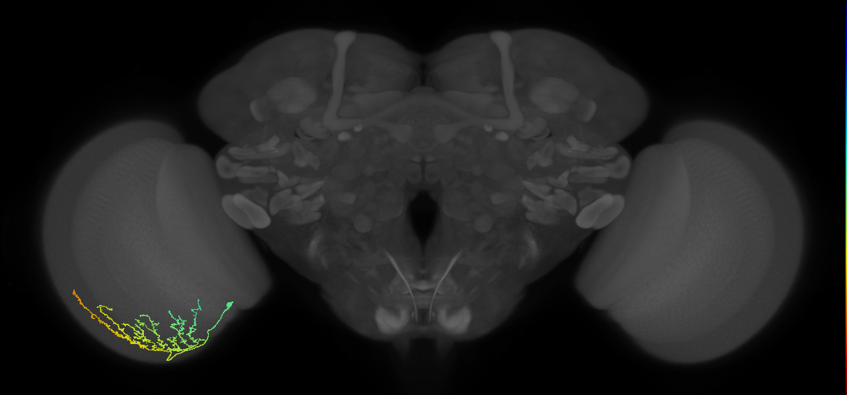 Cm11b_L (MaleCNS:34786)