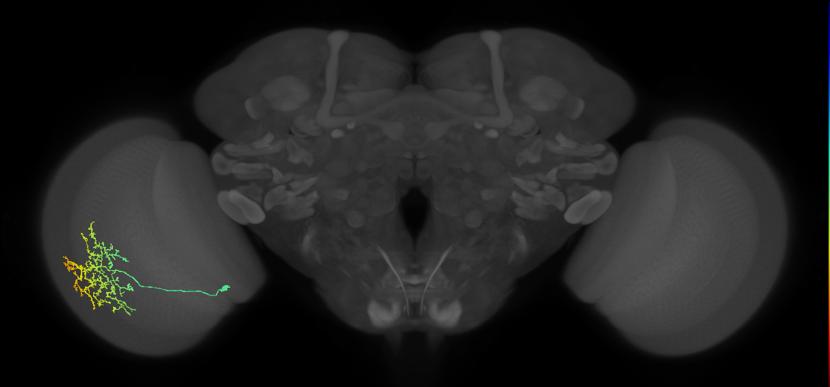 Cm11b_L (MaleCNS:36946)