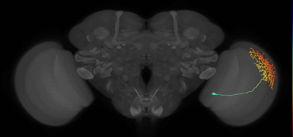 Cm11b_R (MaleCNS:24799)