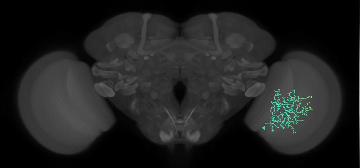 Cm11b_R (MaleCNS:44789)