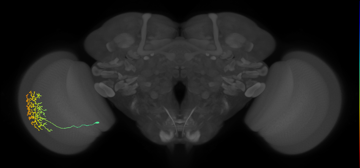 Cm11b_L (MaleCNS:37556)