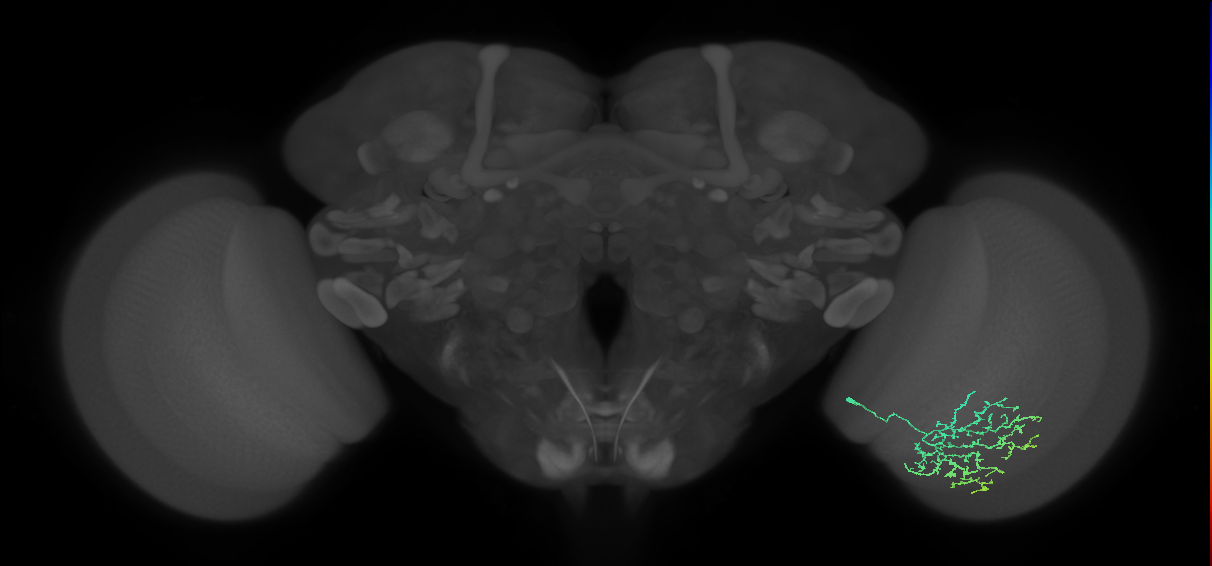 Cm11b_R (MaleCNS:63647)