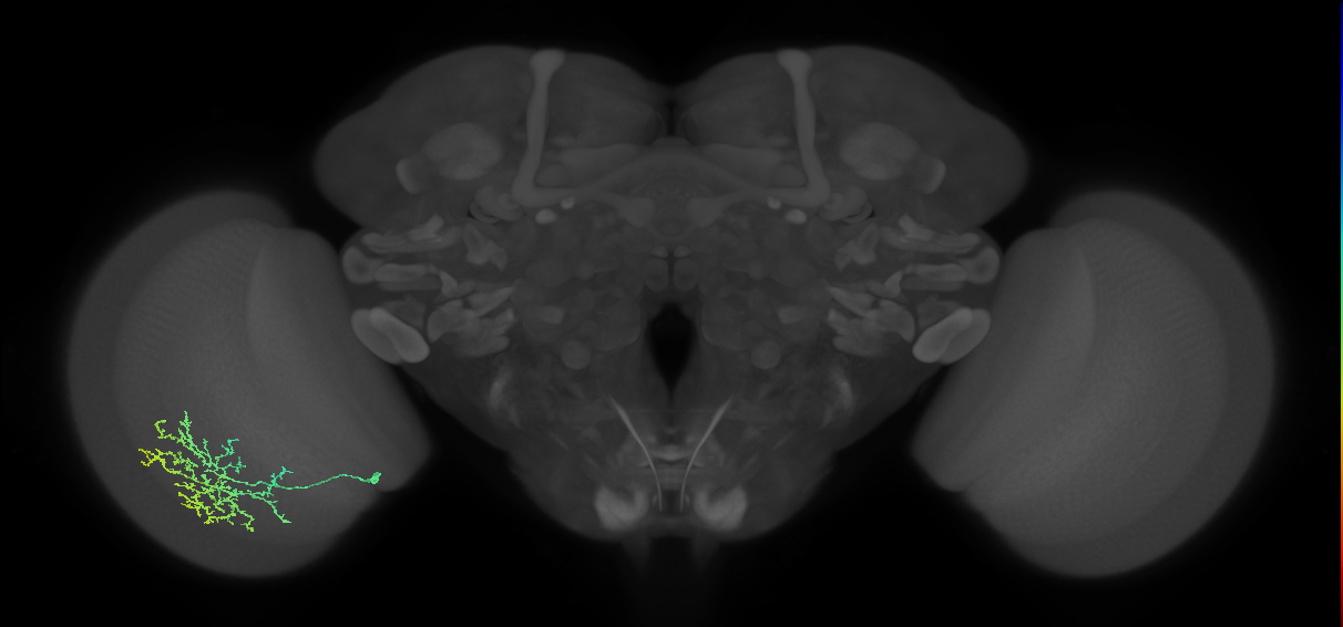 Cm11b_L (MaleCNS:56528)