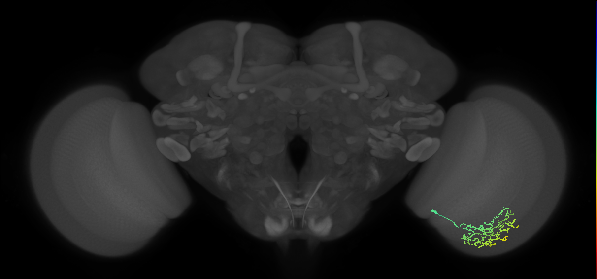 Cm11b_R (MaleCNS:60951)