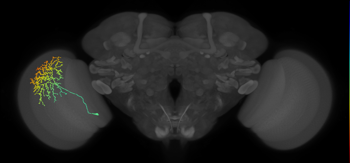 Cm11b_L (MaleCNS:33227)