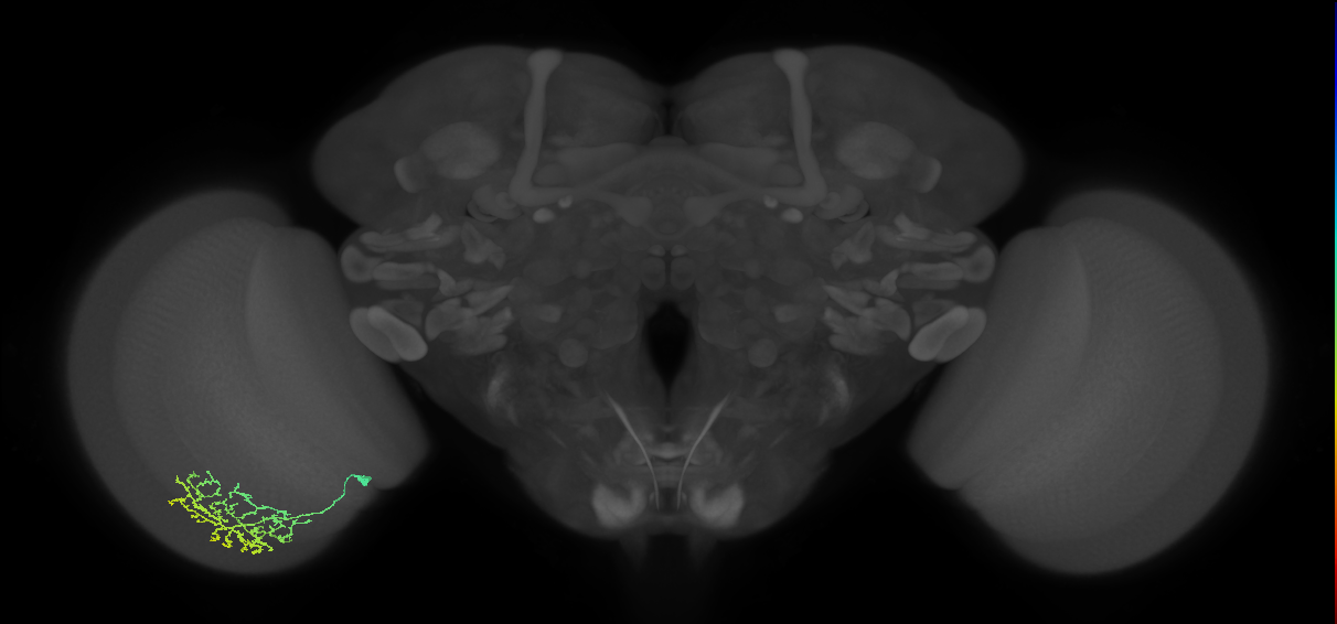 Cm11b_L (MaleCNS:61479)