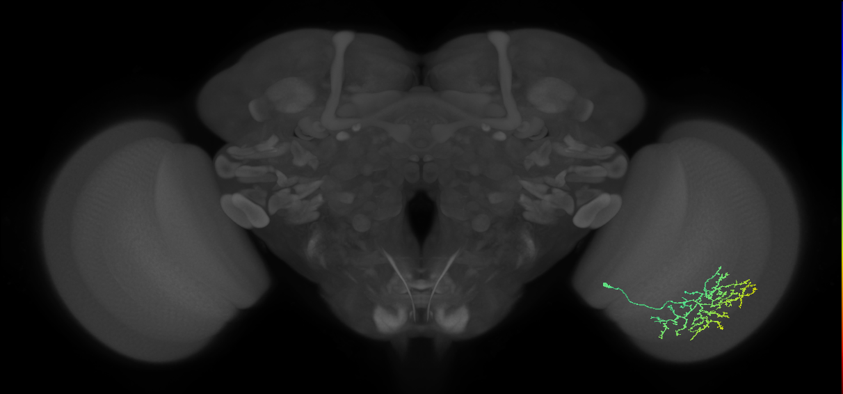 Cm11b_R (MaleCNS:46861)