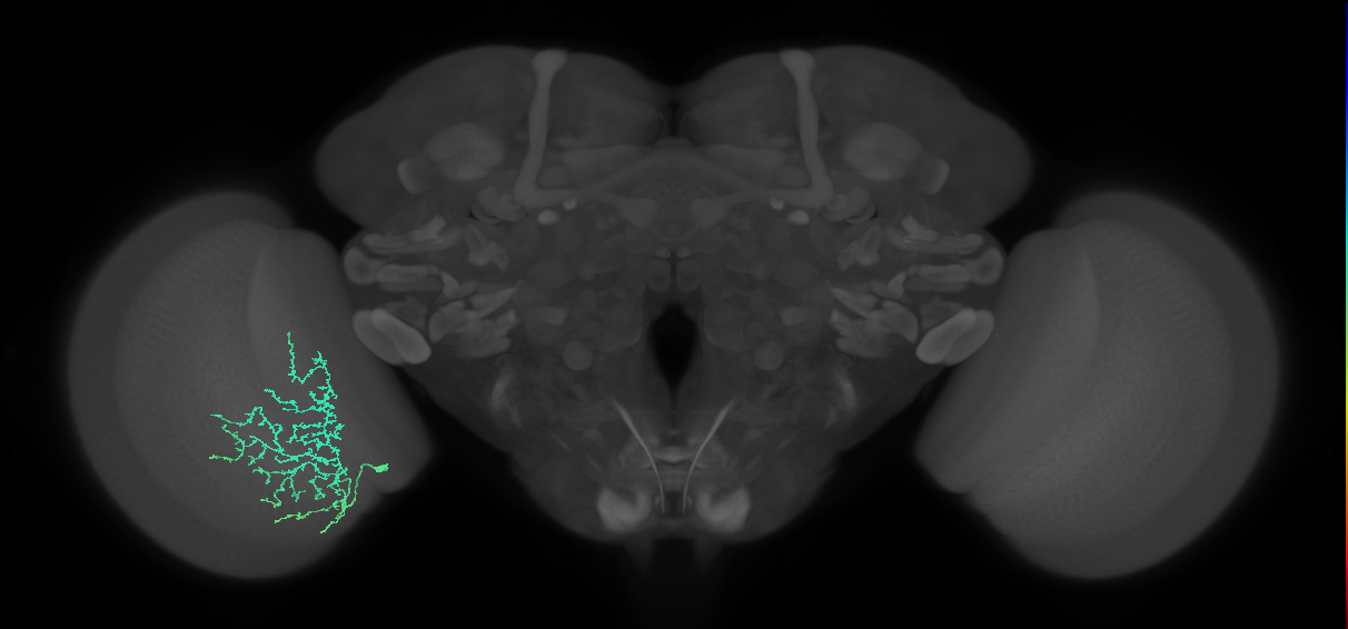 Cm11b_L (MaleCNS:57268)