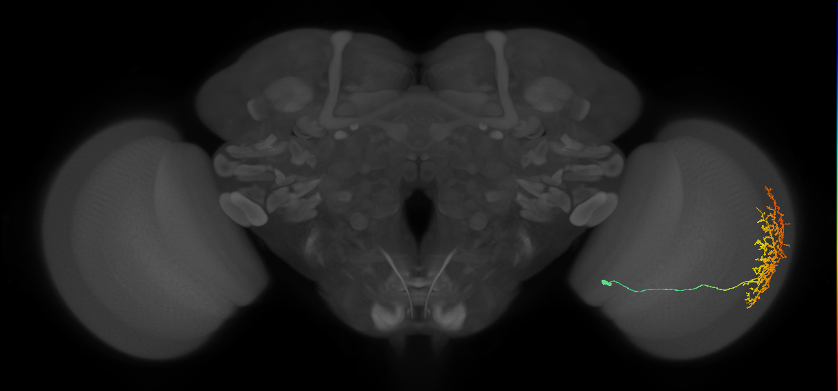 Cm11b_R (MaleCNS:41085)