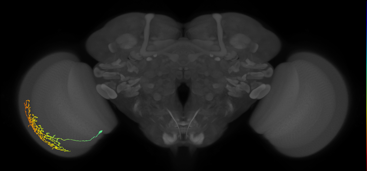 Cm11b_L (MaleCNS:34822)