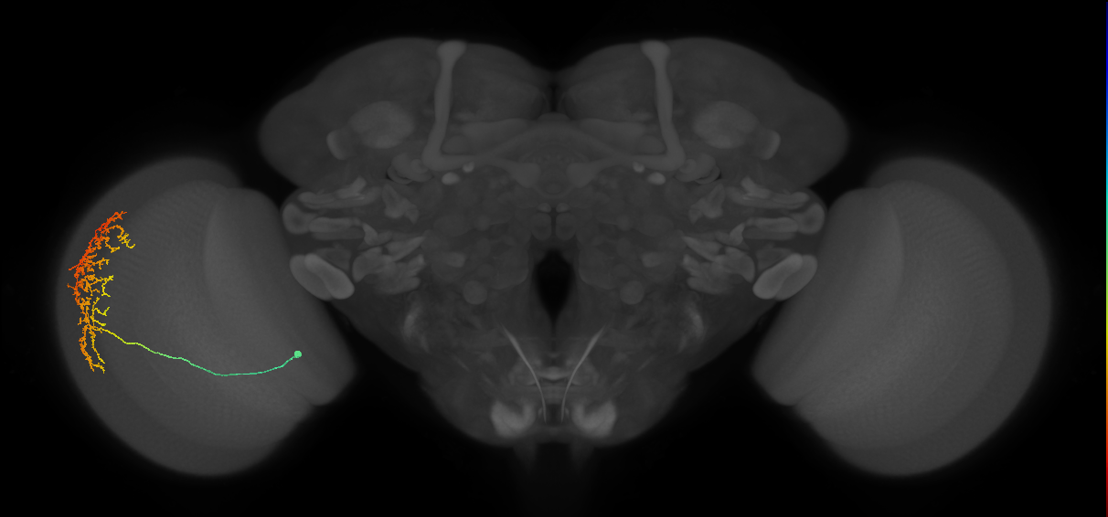 Cm11b_L (MaleCNS:27586)