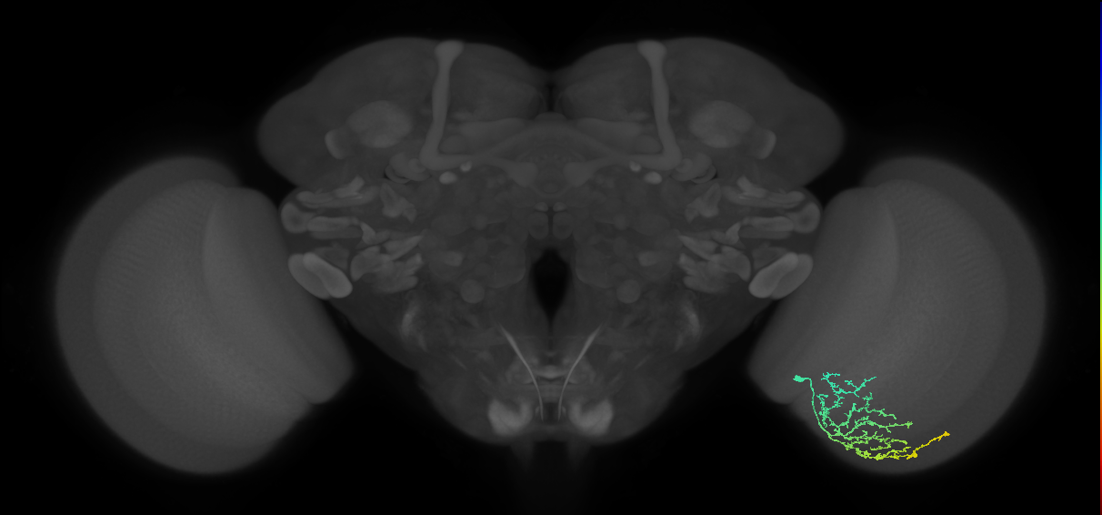 Cm11b_R (MaleCNS:56025)