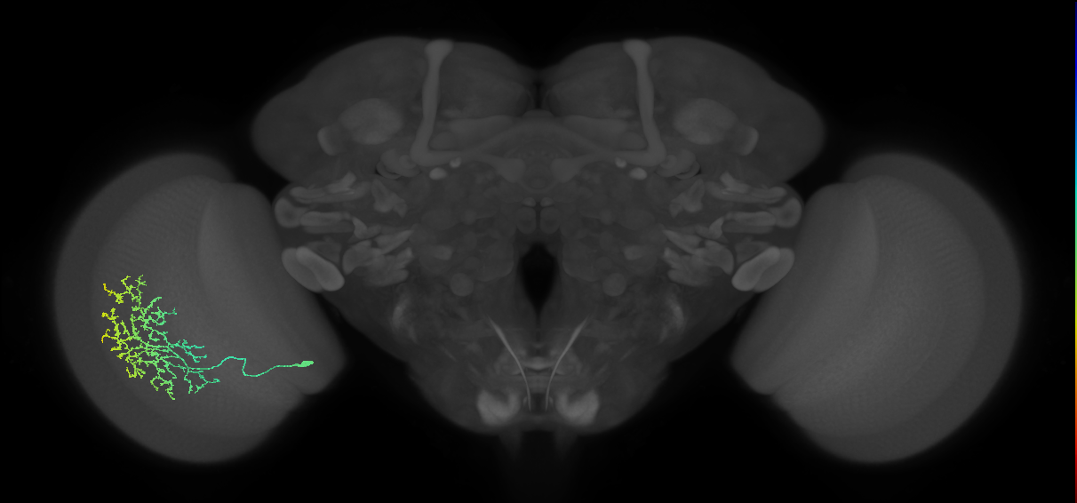 Cm11b_L (MaleCNS:36041)