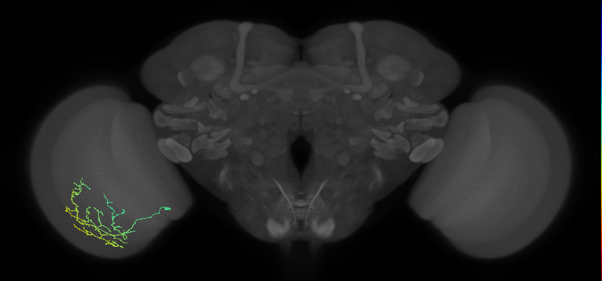 Cm11c_L (MaleCNS:68567)
