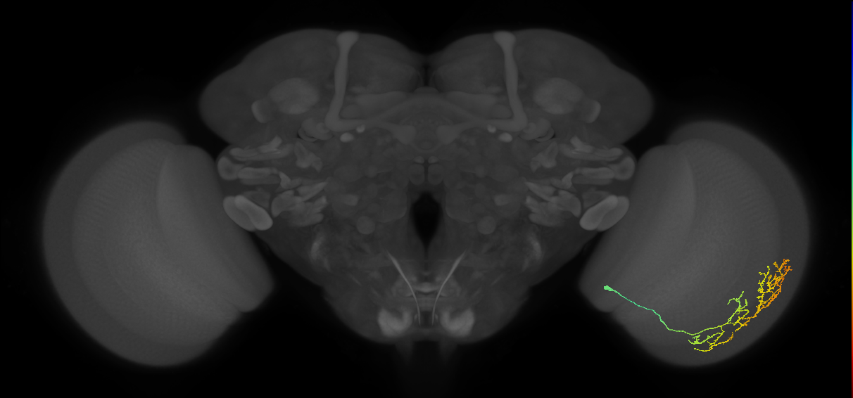 Cm11c_R (MaleCNS:50751)