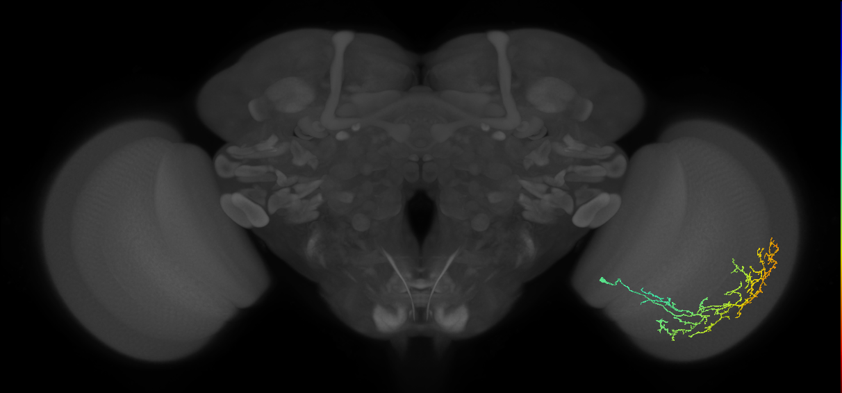 Cm11c_R (MaleCNS:38325)