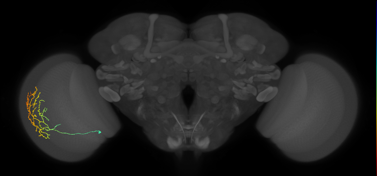 Cm11c_L (MaleCNS:43272)