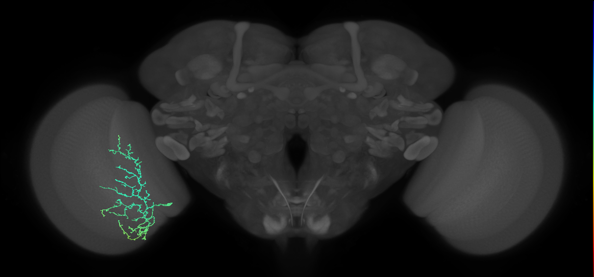 Cm11c_L (MaleCNS:535733)