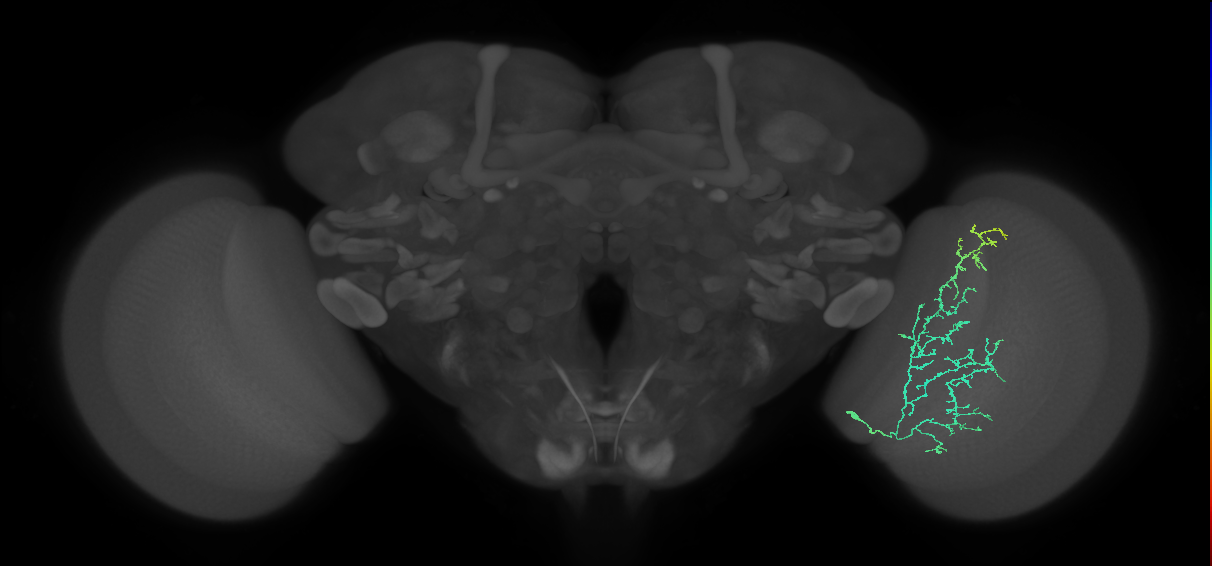 Cm11c_R (MaleCNS:47761)