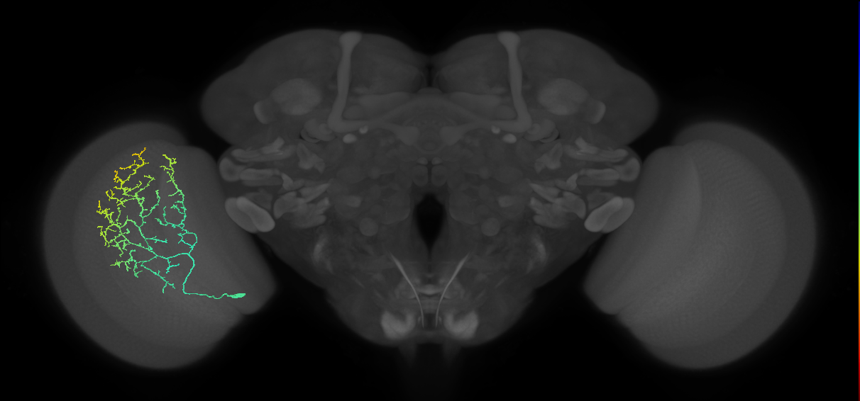 Cm11c_L (MaleCNS:34306)