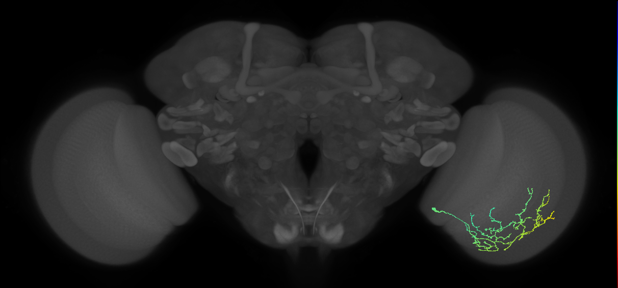Cm11c_R (MaleCNS:56678)