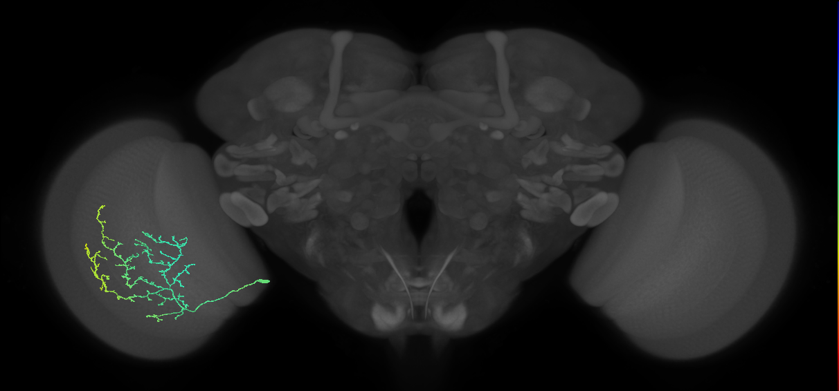 Cm11c_L (MaleCNS:42716)