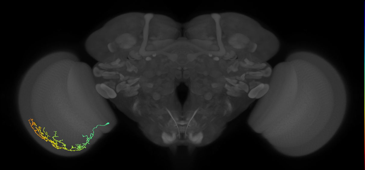Cm11c_L (MaleCNS:43064)
