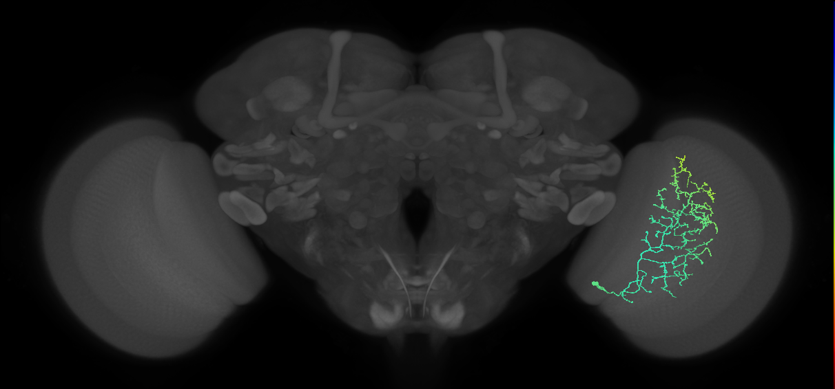 Cm11c_R (MaleCNS:40566)