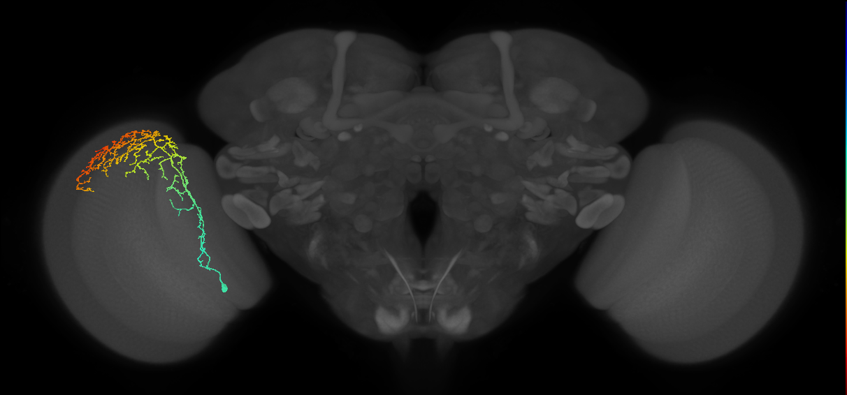 Cm11c_L (MaleCNS:32025)