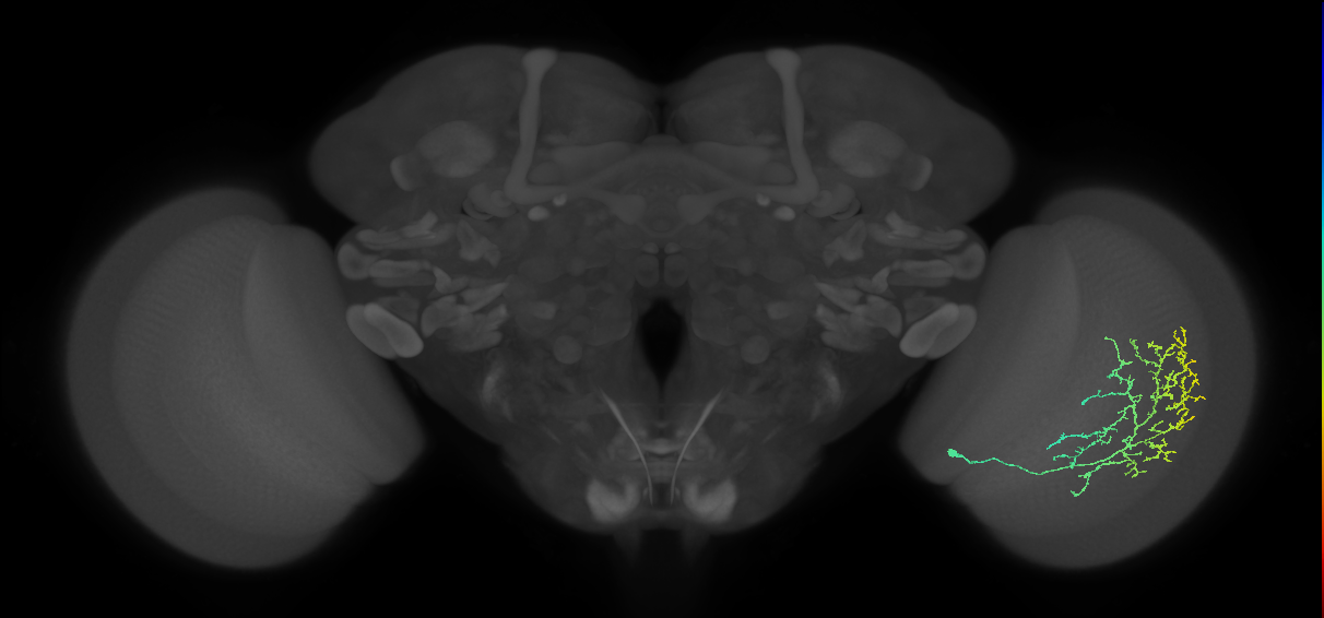 Cm11c_R (MaleCNS:36681)