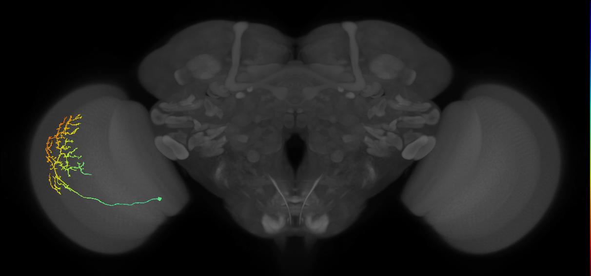 Cm11c_L (MaleCNS:29651)