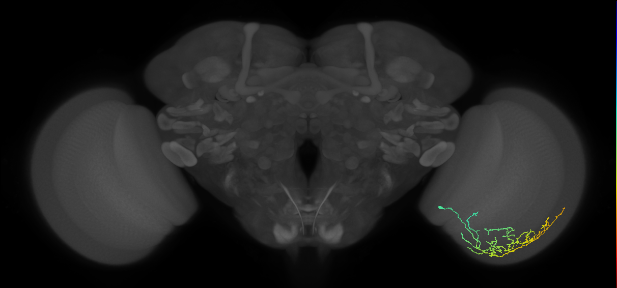 Cm11c_R (MaleCNS:56076)