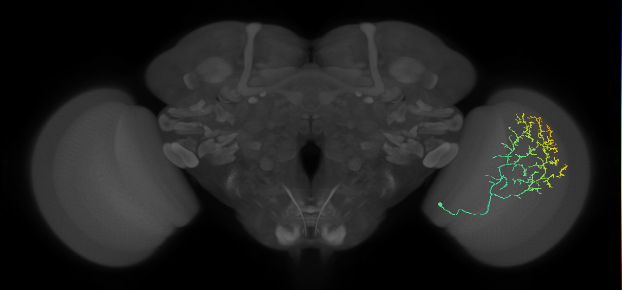 Cm11c_R (MaleCNS:30381)
