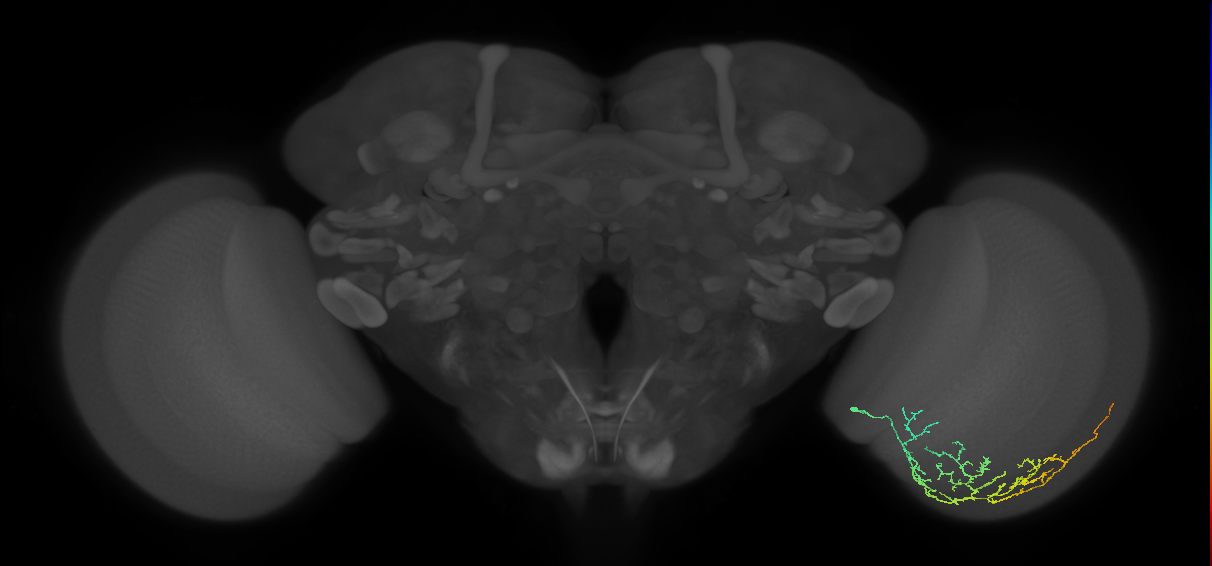 Cm11c_R (MaleCNS:555185)