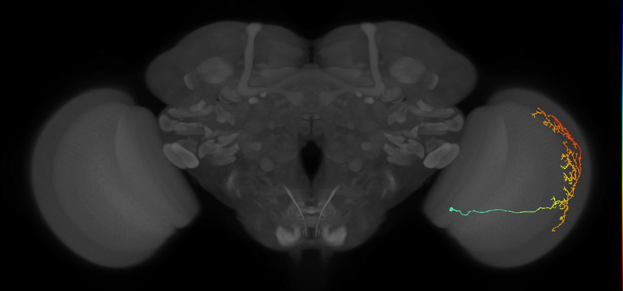 Cm11c_R (MaleCNS:46351)