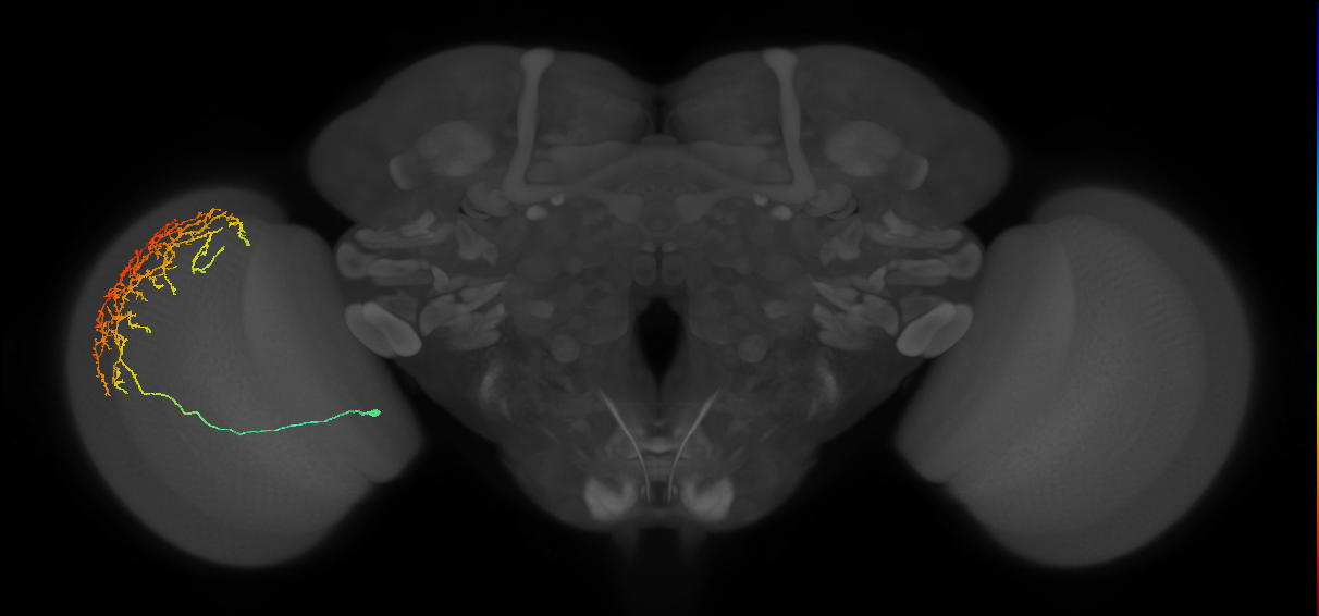 Cm11c_L (MaleCNS:24529)