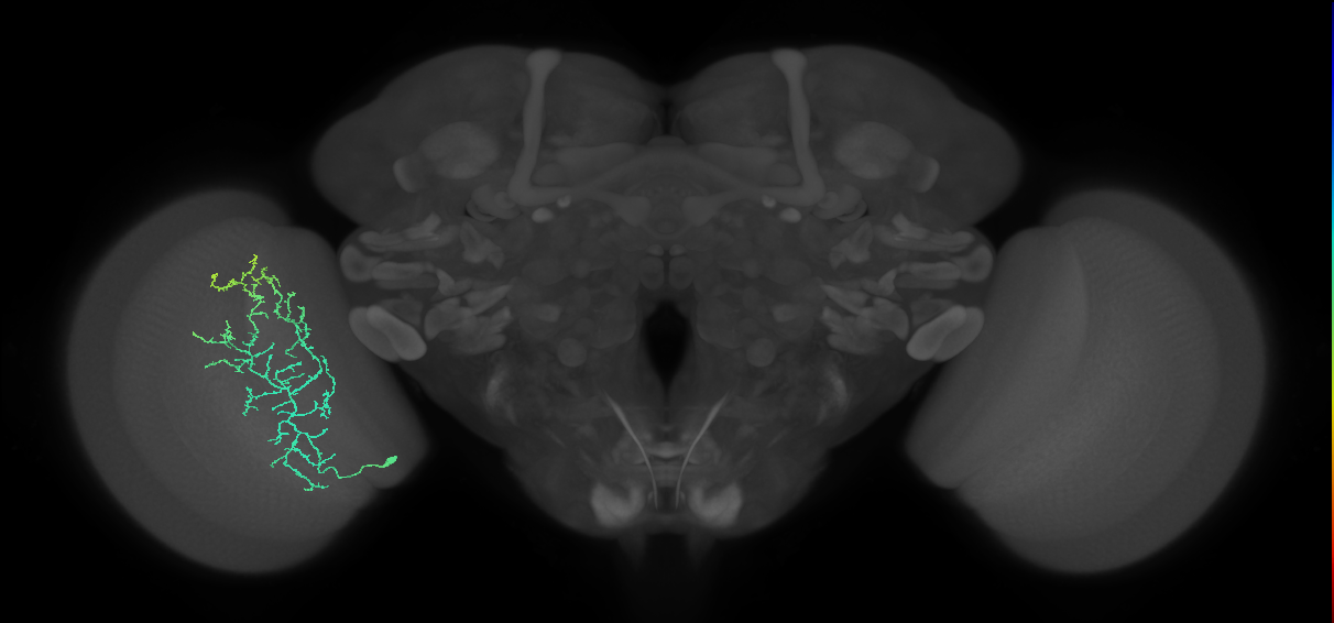 Cm11c_L (MaleCNS:45837)