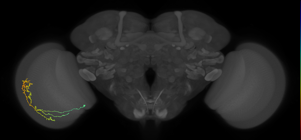 Cm11c_L (MaleCNS:81221)