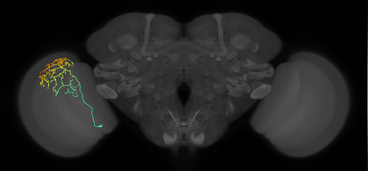 Cm11c_L (MaleCNS:534037)