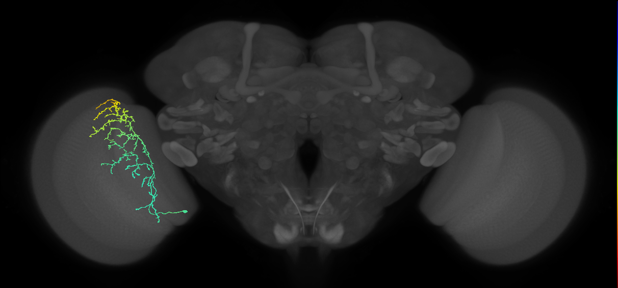 Cm11c_L (MaleCNS:38763)