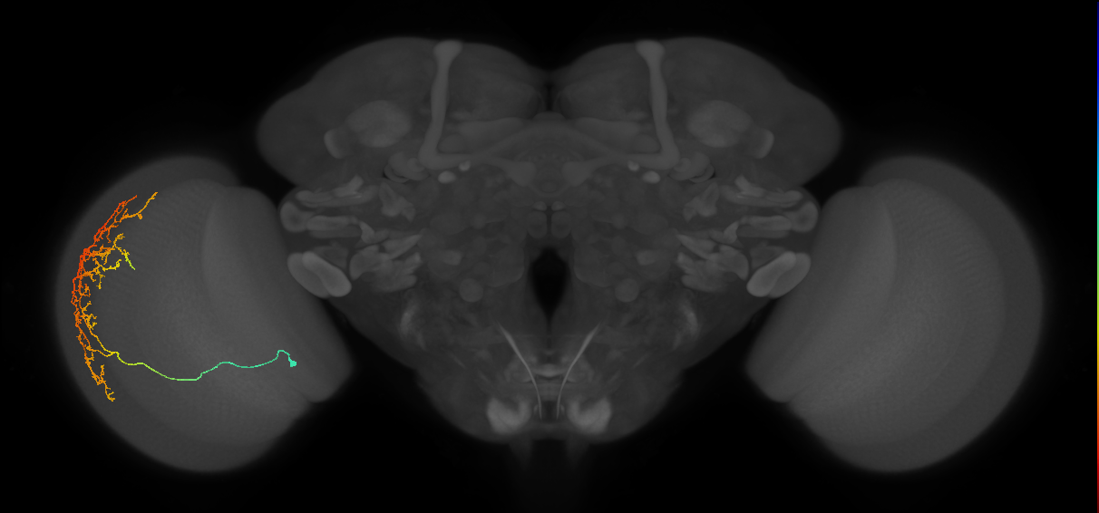 Cm11c_L (MaleCNS:31616)