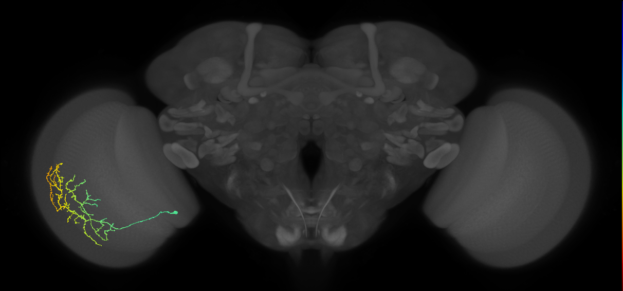 Cm11c_L (MaleCNS:43815)